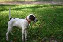 PEPPER