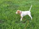 PIKE CREEK PUP