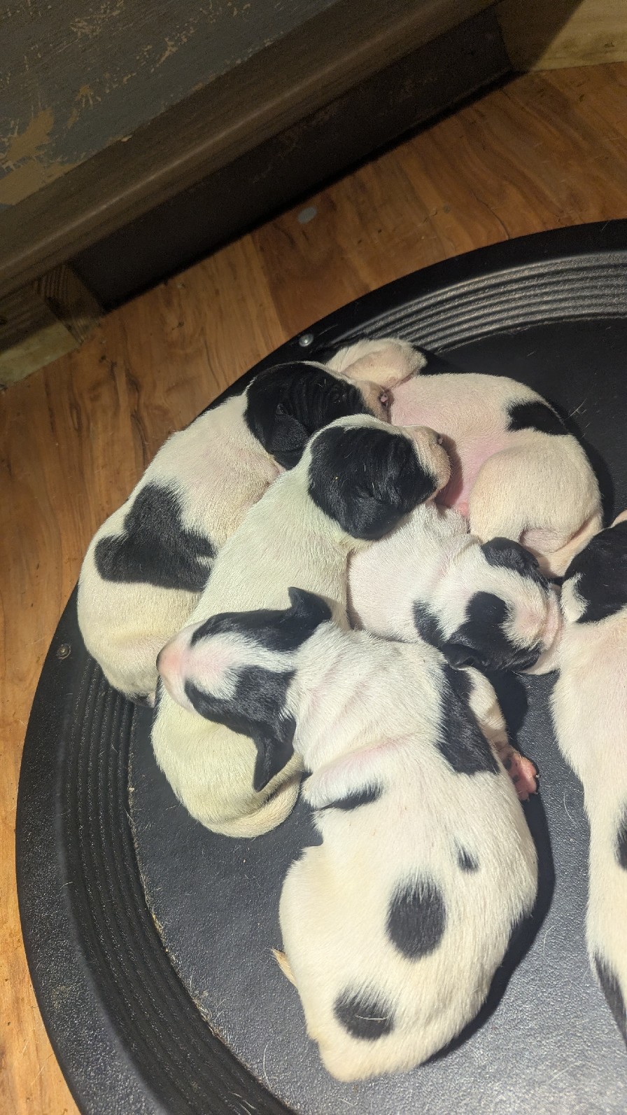 HIGH STYLE- PAINTED LADY PUPS